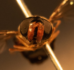 Dasysyrphus venustus