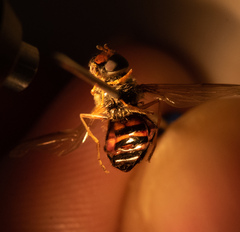 Dasysyrphus venustus