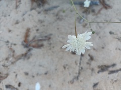 Pycnocomon rutifolium