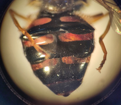 Dasysyrphus venustus