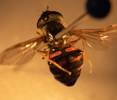 Dasysyrphus venustus
