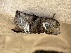 Abrostola tripartita