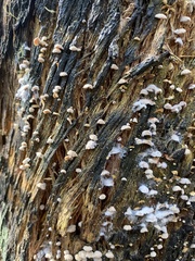 Marasmiellus affixus