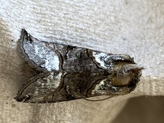 Abrostola tripartita