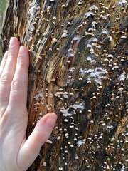 Marasmiellus affixus