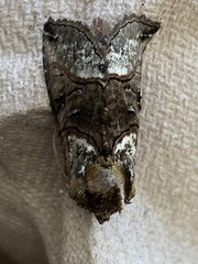 Abrostola tripartita