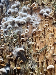 Marasmiellus affixus