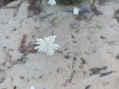 Pycnocomon rutifolium