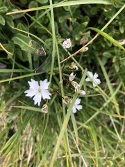Heliosperma alpestre