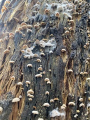 Marasmiellus affixus