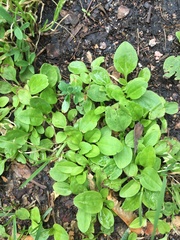 Plantago major