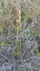Willdenowia glomerata