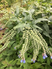 Symphytum caucasicum