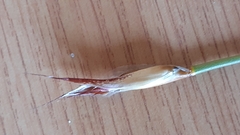 Willdenowia glomerata