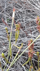 Willdenowia glomerata