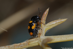 Cryptocephalus octoguttatus