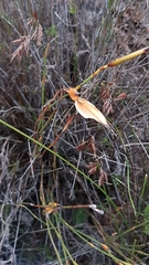 Willdenowia glomerata