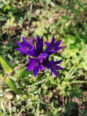 Campanula glomerata