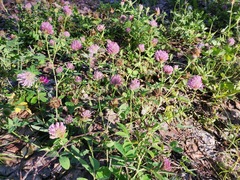 Trifolium pratense