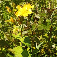 Hypericum elodeoides