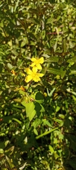 Hypericum elodeoides