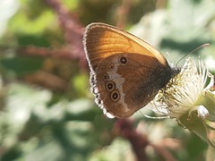 Coenonympha arcania