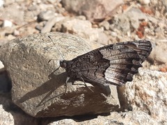Hipparchia alcyone