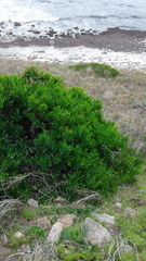 Dodonaea viscosa viscosa