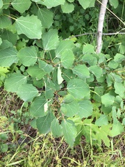 Populus tremula