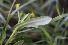 Senecio carnosulus