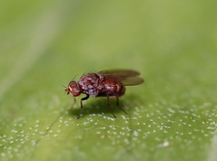 Minettia maculithorax