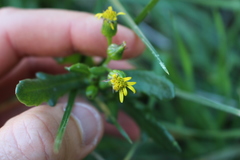 Senecio carnosulus