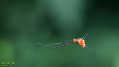 Argyrodes flavescens