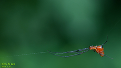 Argyrodes flavescens