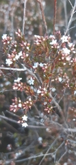 Leucopogon microphyllus microphyllus