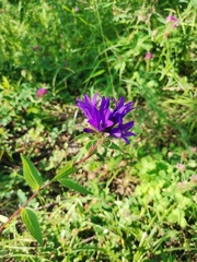 Campanula glomerata