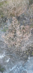 Leucopogon microphyllus microphyllus