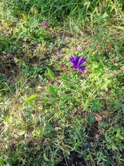 Campanula glomerata