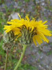 Sonchus arvensis arvensis