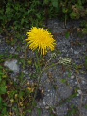 Sonchus arvensis arvensis