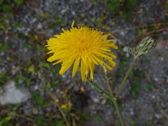 Sonchus arvensis arvensis