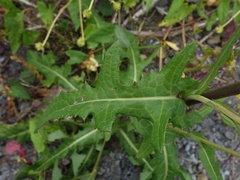 Sonchus arvensis arvensis