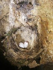 Enicurus ruficapillus