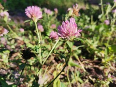 Trifolium pratense