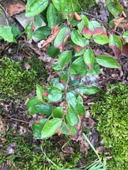 Cotoneaster lucidus