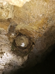 Enicurus ruficapillus