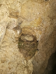 Enicurus ruficapillus