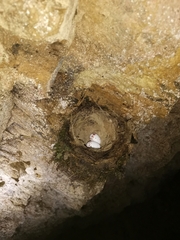 Enicurus ruficapillus