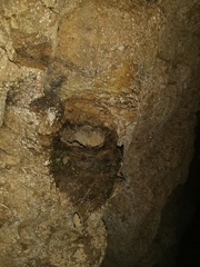 Enicurus ruficapillus