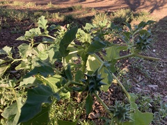 Datura ferox